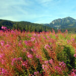 Art Residencies in Bulgaria: Where to Go to Create?