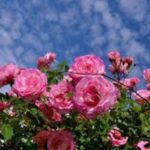 ZaïZaï: Art as Freedom of Senses